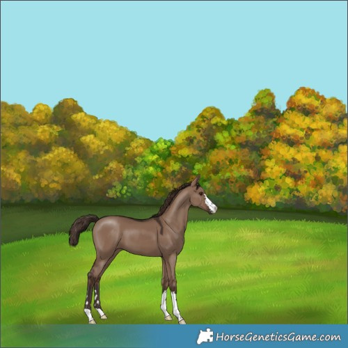 Horse Color:Liver Red Dun 