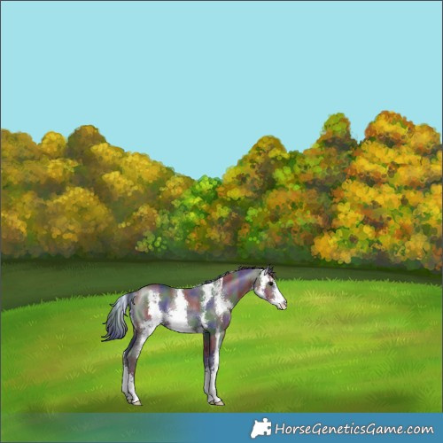 Horse Color:Nacre Grullo Sabino Rabicano 