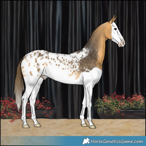 Horse Color:Buckskin Splash Blanket 