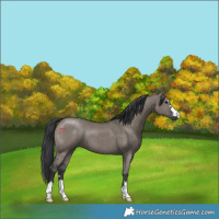 Horse Color:Grullo Brindle 