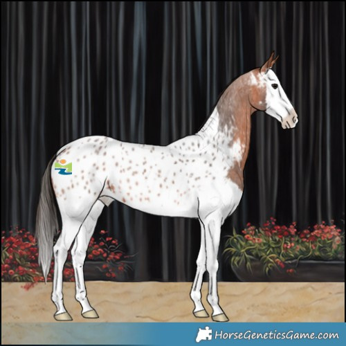 Horse Color:Bay Roan Splash Near Leopard 