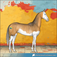 Horse Color:Buckskin Splash Rabicano 