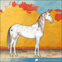 Horse Color:White Spotted Bay Splash Appaloosa 