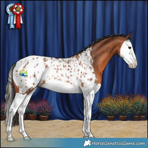 Horse Color:Bay Splash Appaloosa Rabicano  and Bay Splash Appaloosa Rabicano 