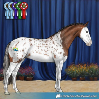 Horse Color:Bay Splash Appaloosa Rabicano  and Bay Splash Appaloosa Rabicano 