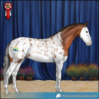 Horse Color:Bay Splash Appaloosa Rabicano  and Bay Splash Appaloosa Rabicano 
