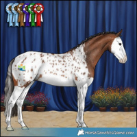 Horse Color:Bay Splash Blanket Rabicano  and Bay Splash Near Leopard Rabicano 