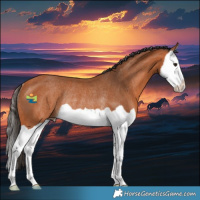 Horse Color:Bay Splash Rabicano 