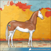 Horse Color:Silver Bay Splash 