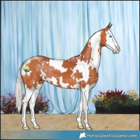 Horse Color:White Spotted Silver Bay Splash 