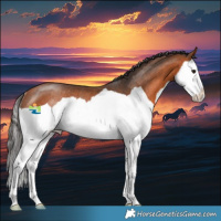 Horse Color:Bay Splash Rabicano 