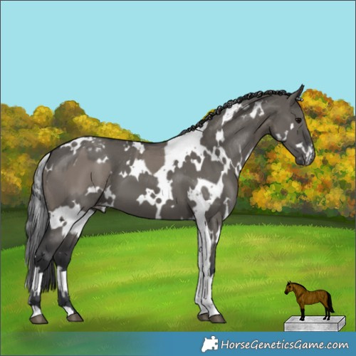 Horse Color:Grullo Appaloosa and White Spotted Grullo Appaloosa