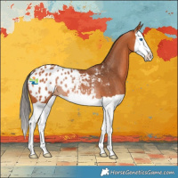 Horse Color:Bay Splash Appaloosa Rabicano