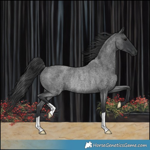 Horse Color:Blue Roan Rabicano 