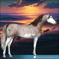 Horse Color:Gray Red Roan Splash Rabicano