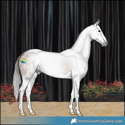 Horse Color:Gray Bay Splash 