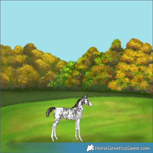 Horse Color:Liver Chestnut Sabino Blanket Rabicano 