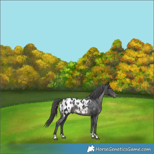 Horse Color:Black Appaloosa Rabicano 