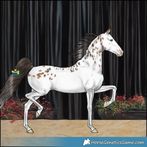 Horse Color:Bay Splash Near Leopard Rabicano 