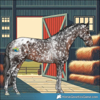 Horse Color:Brown Tobiano Appaloosa Rabicano 
