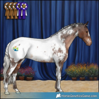 Horse Color:White Spotted Silver Brown Appaloosa Rabicano