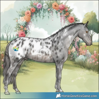Horse Color:White Spotted Black Appaloosa 