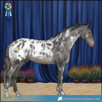 Horse Color:White Spotted Black Near Leopard 