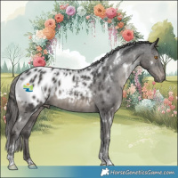 Horse Color:White Spotted Black Appaloosa 