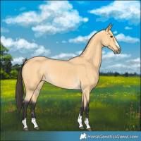 Horse Color:Buckskin