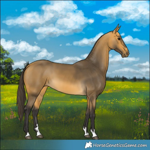 Horse Color:Buckskin 