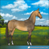 Horse Color:Buckskin 