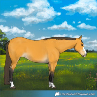 Horse Color:Buckskin 