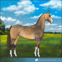 Horse Color:Buckskin 