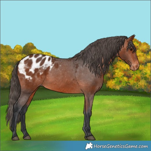 Horse Color:Bay Appaloosa