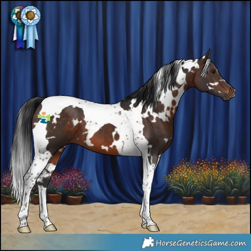Horse Color:White Spotted Brown Tobiano 