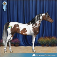 Horse Color:White Spotted Brown Tobiano 