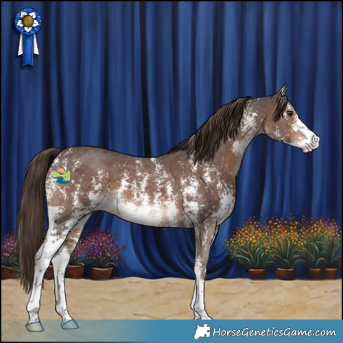 Horse Color:Liver Chestnut Sabino 