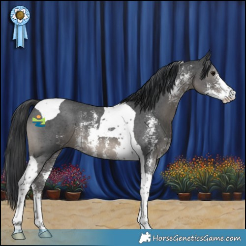 Horse Color:Black Mushroom Sabino Tobiano 