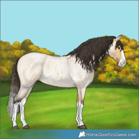Horse Color:Buckskin Roan Dun Splash