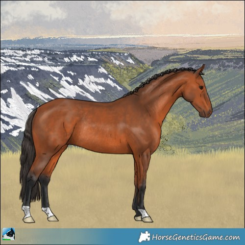 Horse Color:Bay Rabicano 