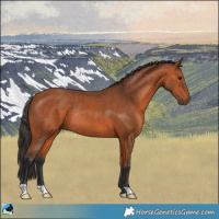 Horse Color:Bay Rabicano 
