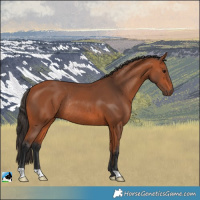 Horse Color:Bay Rabicano