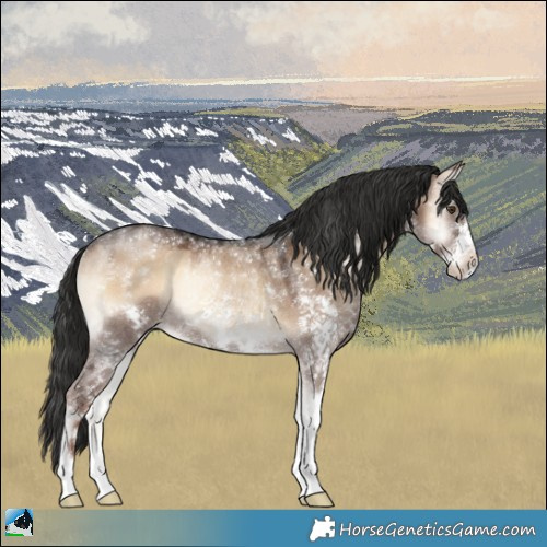 Horse Color:Liver Red Dun Onyx Sabino Rabicano 