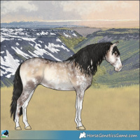 Horse Color:Liver Red Dun Onyx Sabino Rabicano