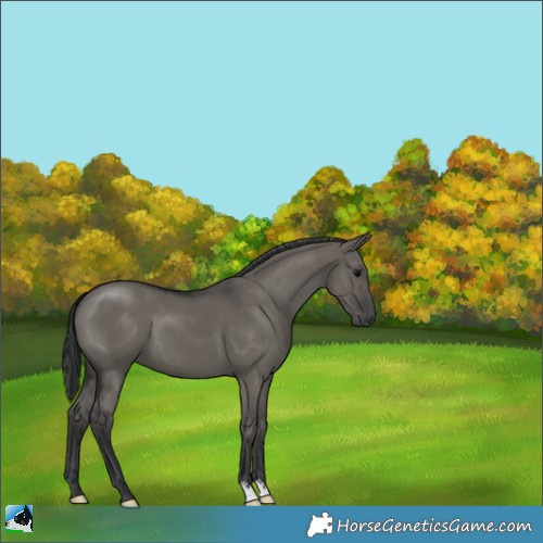 Horse Color:Grullo 