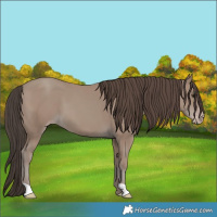 Horse Color:Classic Champagne