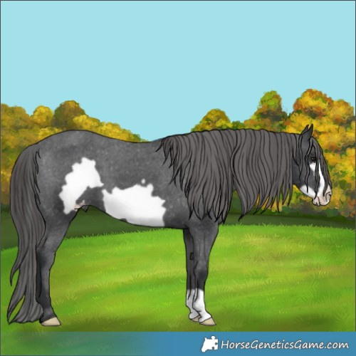 Horse Color:Black Frame Appaloosa 