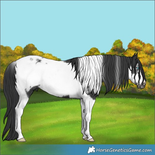Horse Color:Black Tobiano Frame 