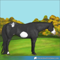 Horse Color:Black Frame Appaloosa 