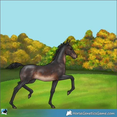 Horse Color:Brown 